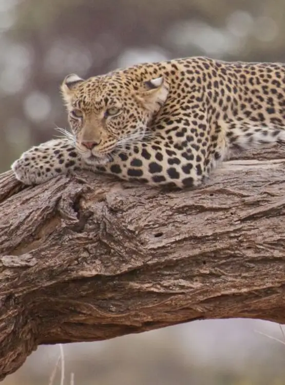 Mkomazi National Park