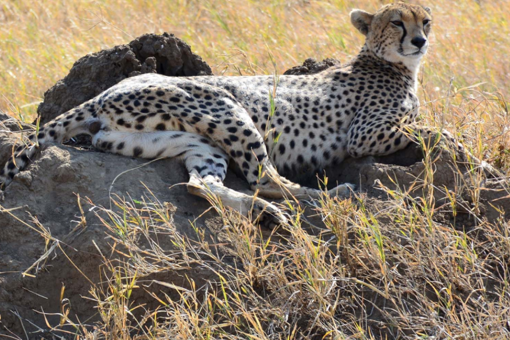 Mkomazi National Park