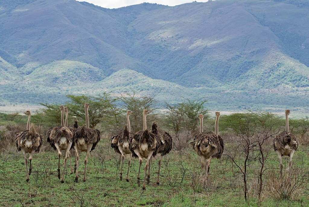 Mkomazi National Park