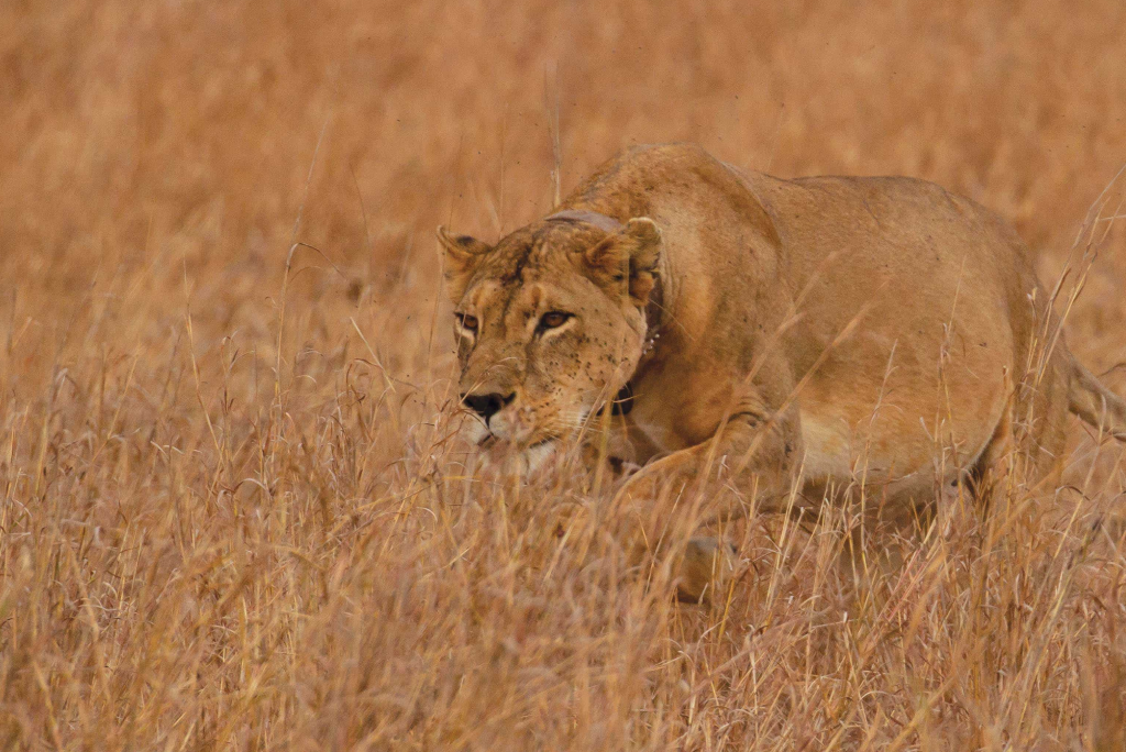 Mkomazi National Park