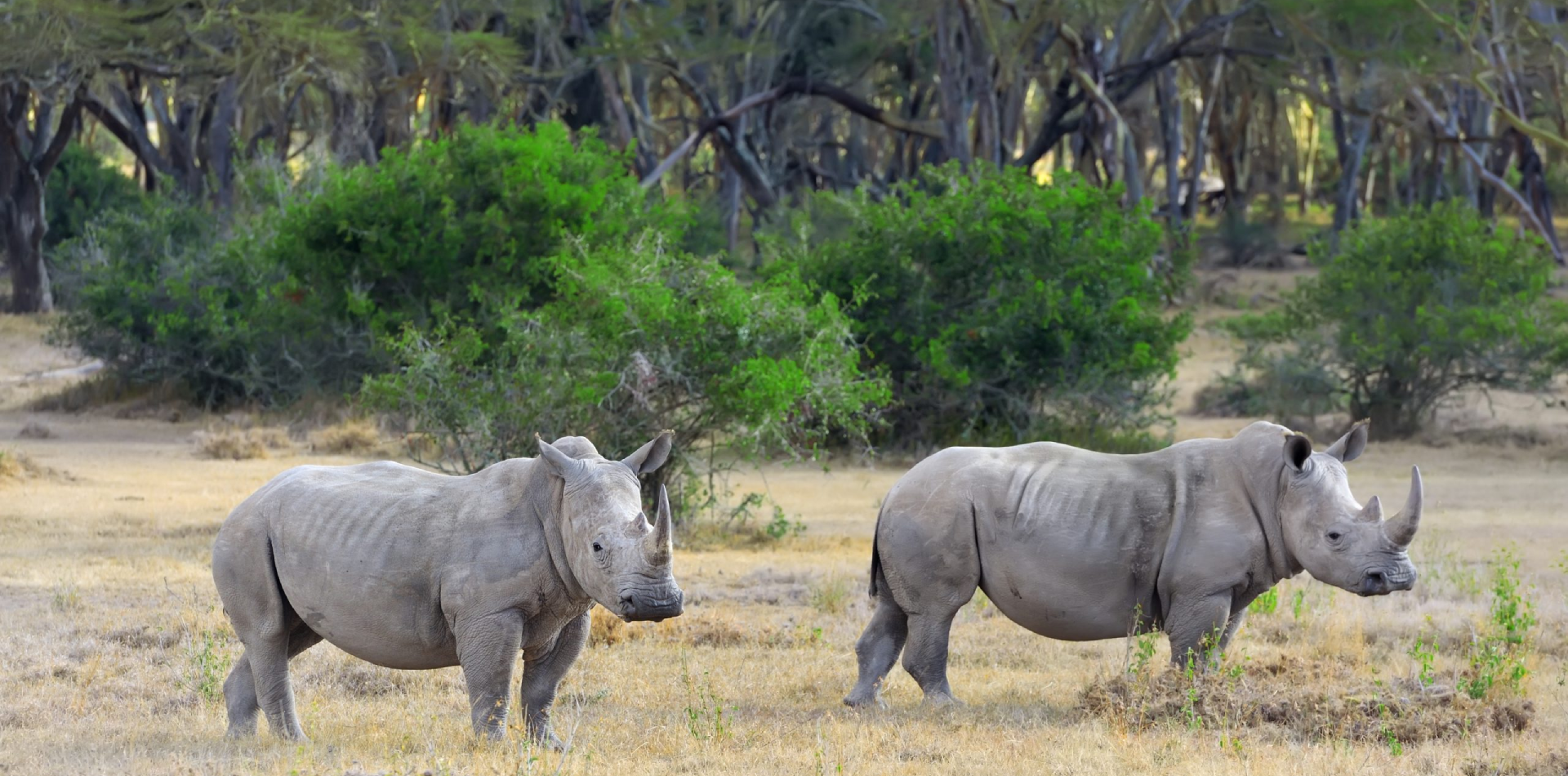 Mkomazi National Park