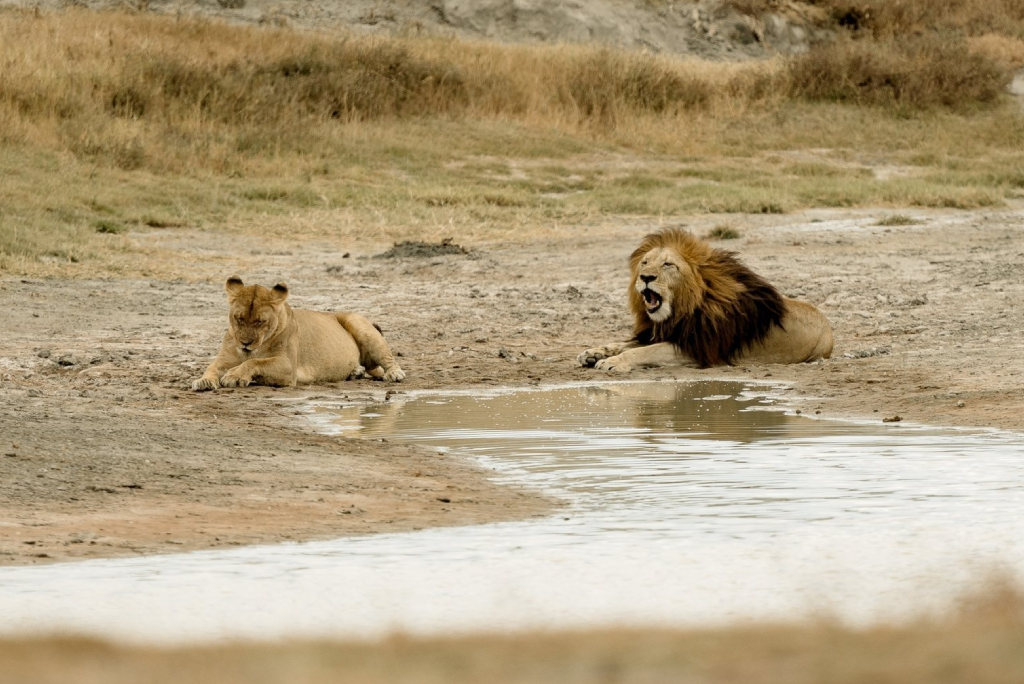 Ngorongoro Day Trip