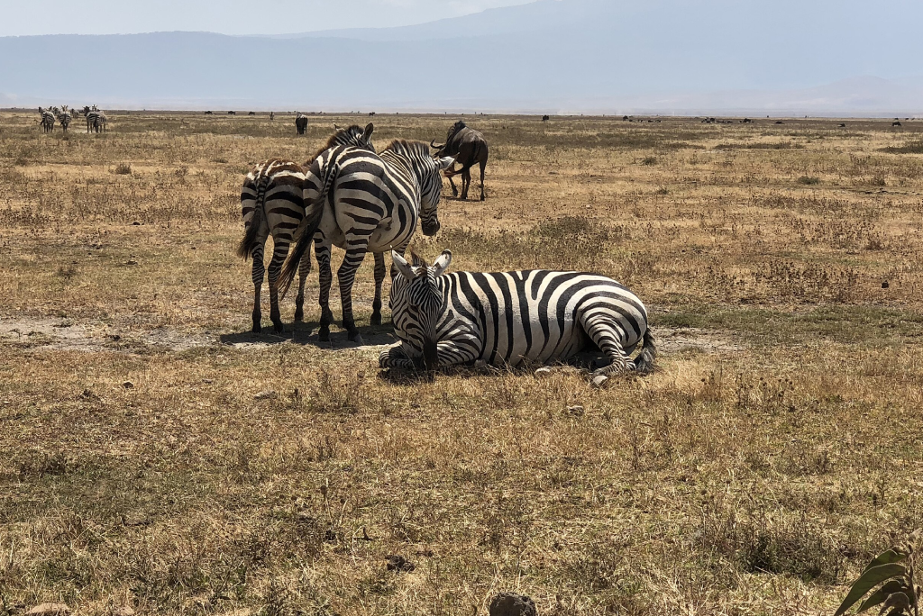 Ngorongoro Day Trip