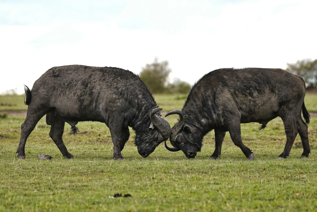 Ngorongoro Day Trip