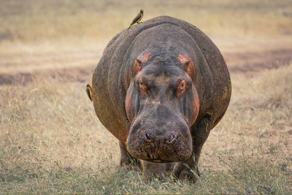 Ngorongoro Day Trip