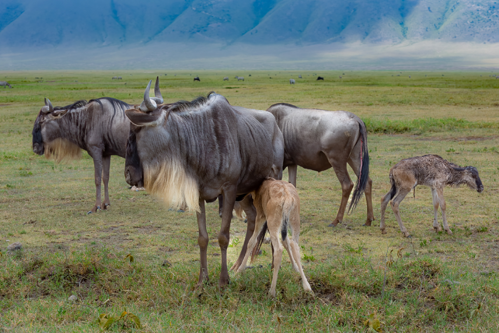 Ngorongoro Day Trip