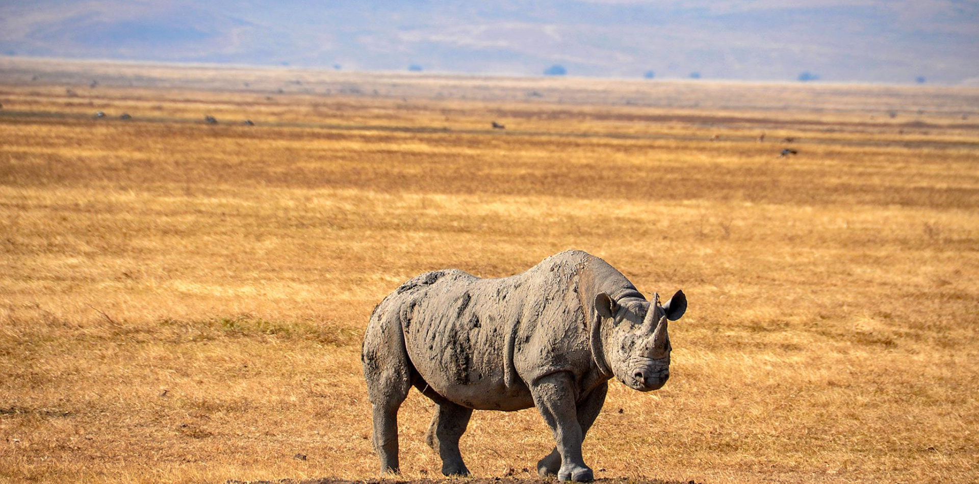 Ngorongoro Day Trip