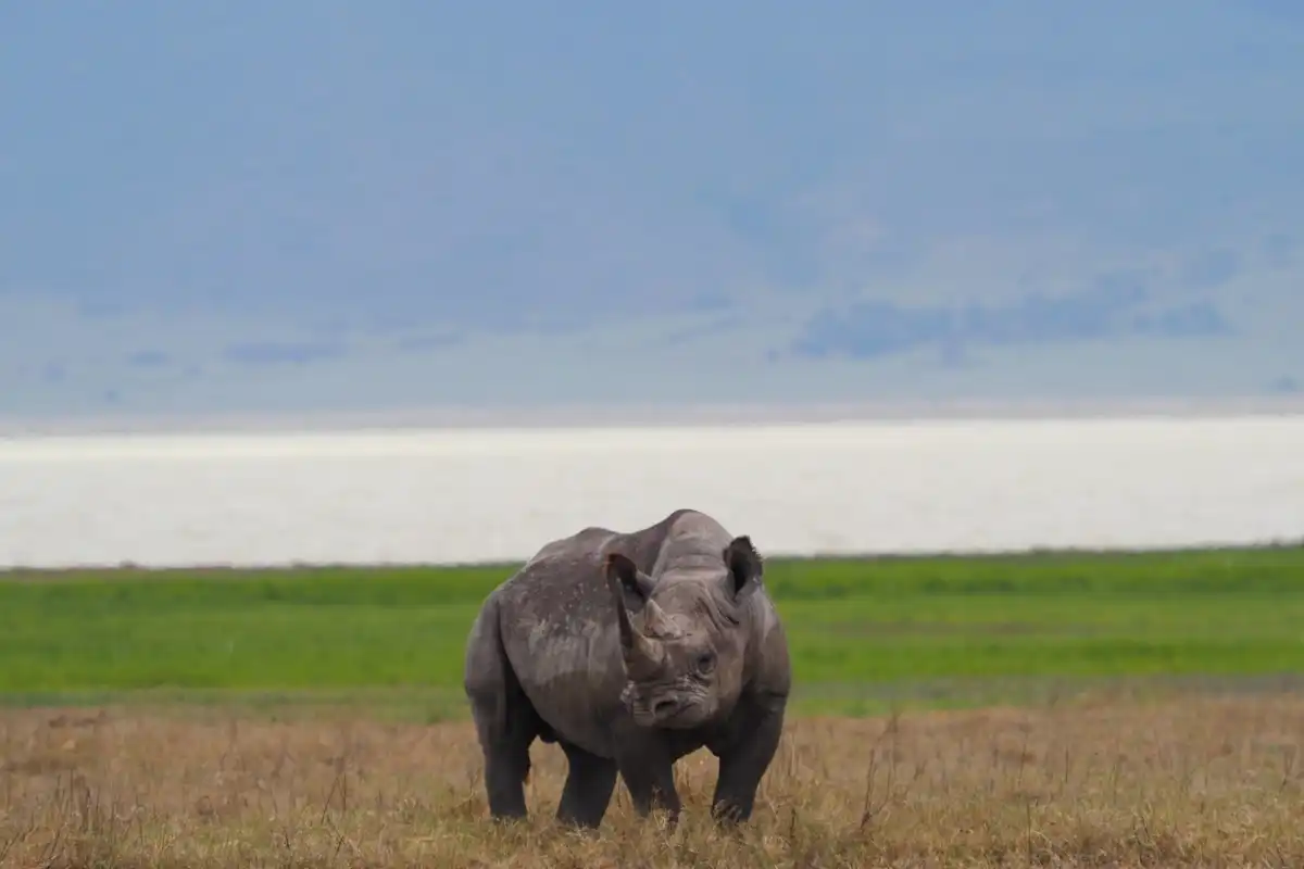 Ngorongoro Day Trip