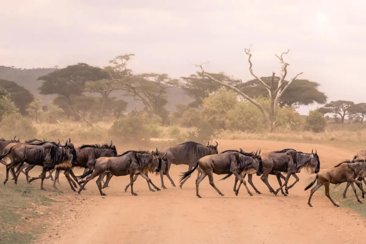 Serengeti National Park