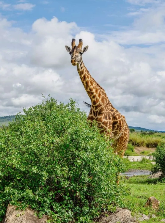 Tanzania Travel Guides Attractions