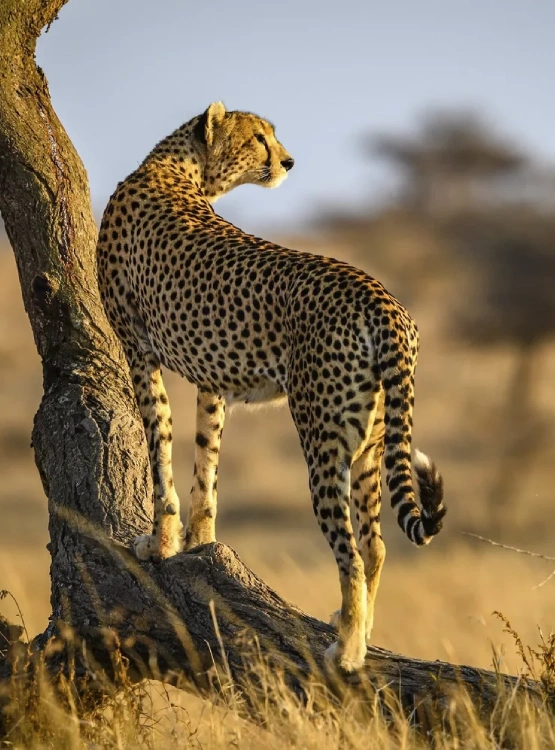 Tanzania Travel Guides Attractions