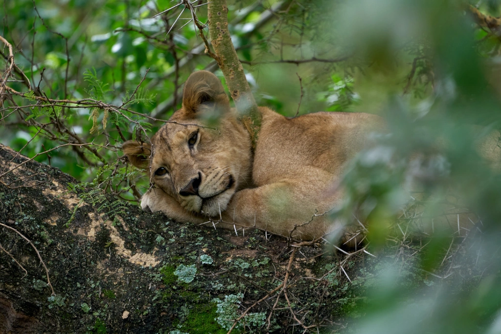 Tanzania