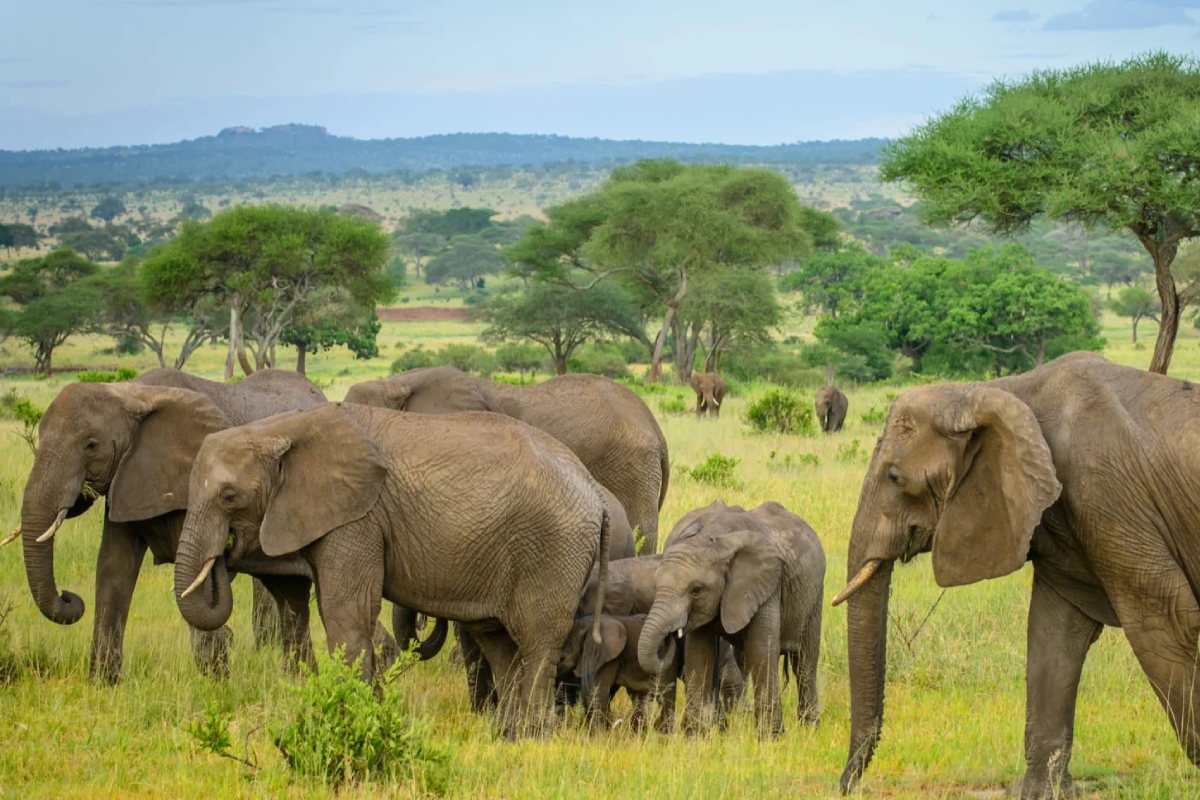 Tarangire Day Trip