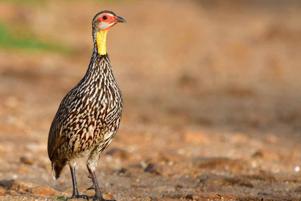 Tarangire Day Trip
