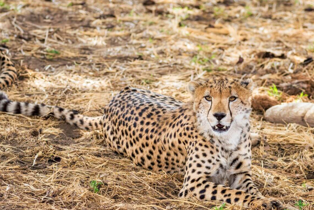 Tarangire Day Trip