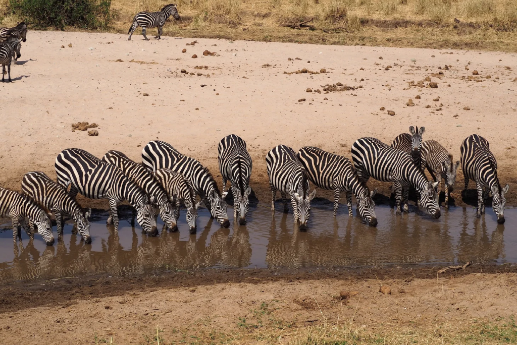 Tarangire Day Trip