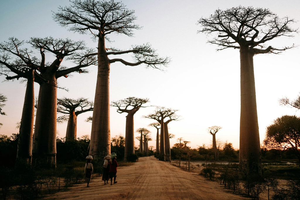 Tarangire Day Trip