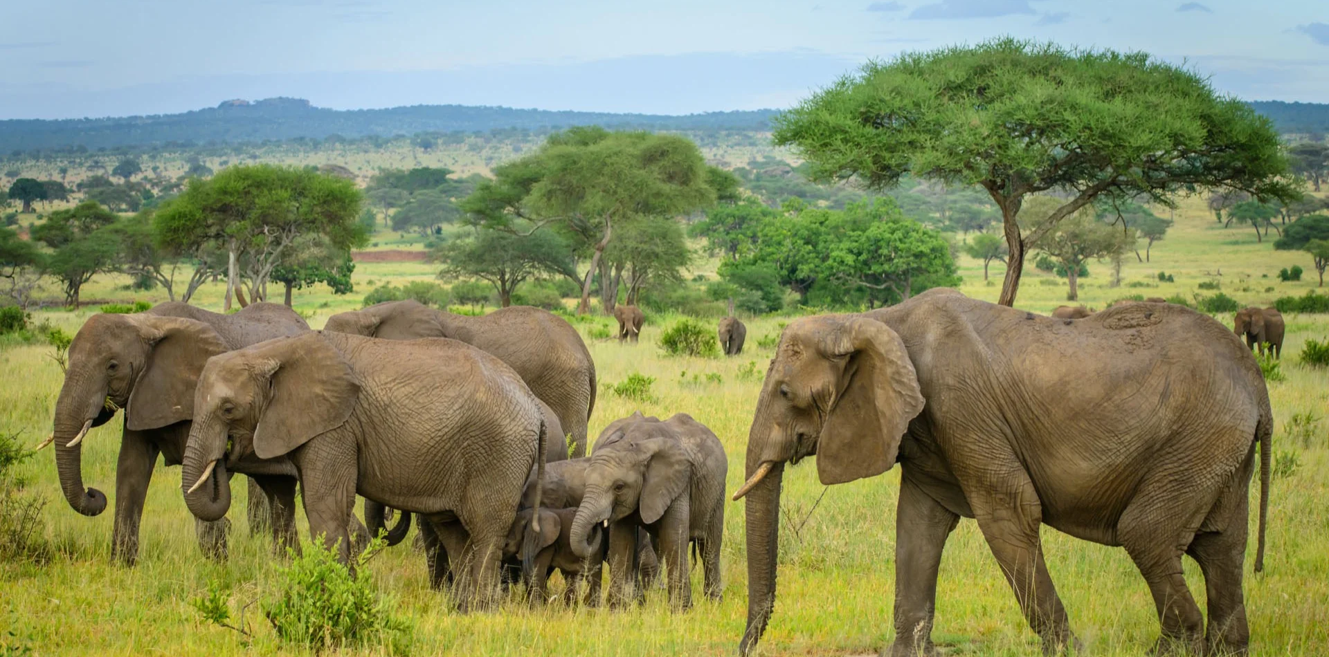 Tarangire Day Trip