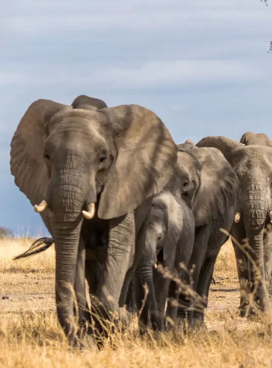 Tarangire National Park