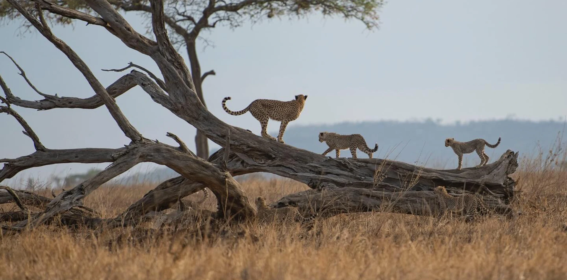 10-days-honeymoon-safari-17 10-days-honeymoon-safari-17