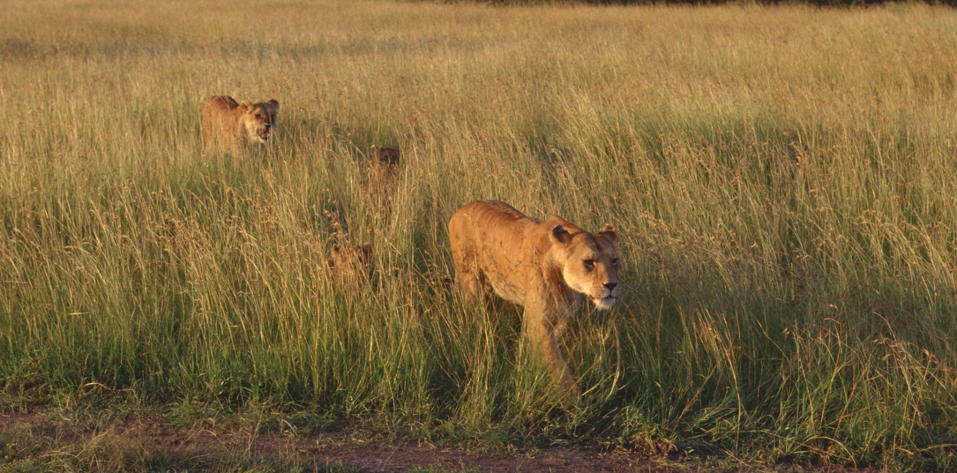 10-days-honeymoon-safari-18 10-days-honeymoon-safari-18
