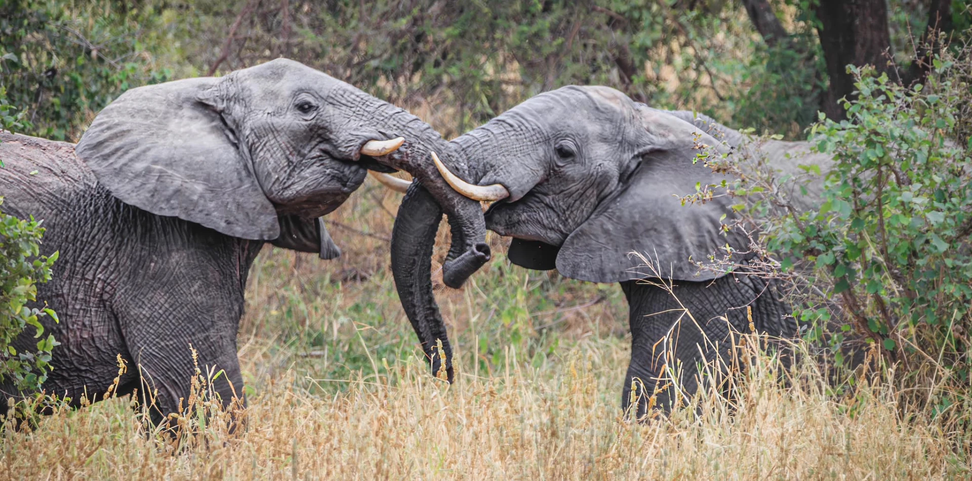 10-days-honeymoon-safari-19 10-days-honeymoon-safari-19