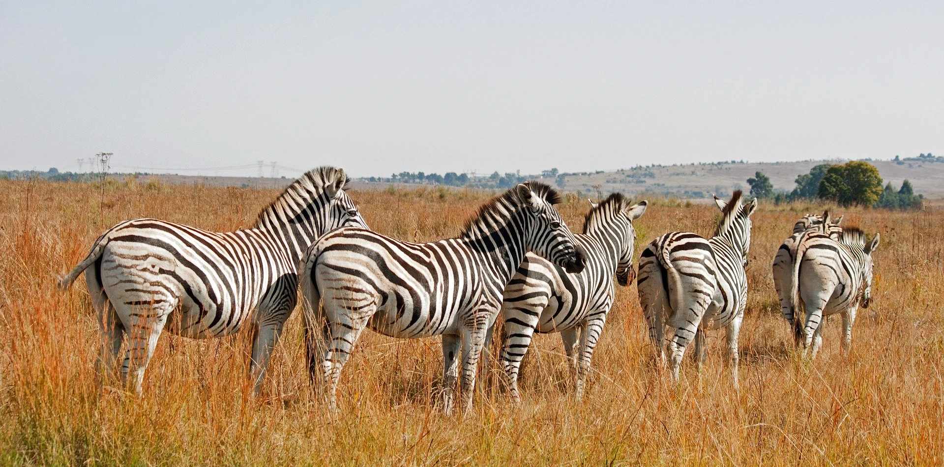 10 Days Southern Circuit Group Safari In Tanzania Wildlife 10 Days Southern Circuit Group Safari In Tanzania Wildlife