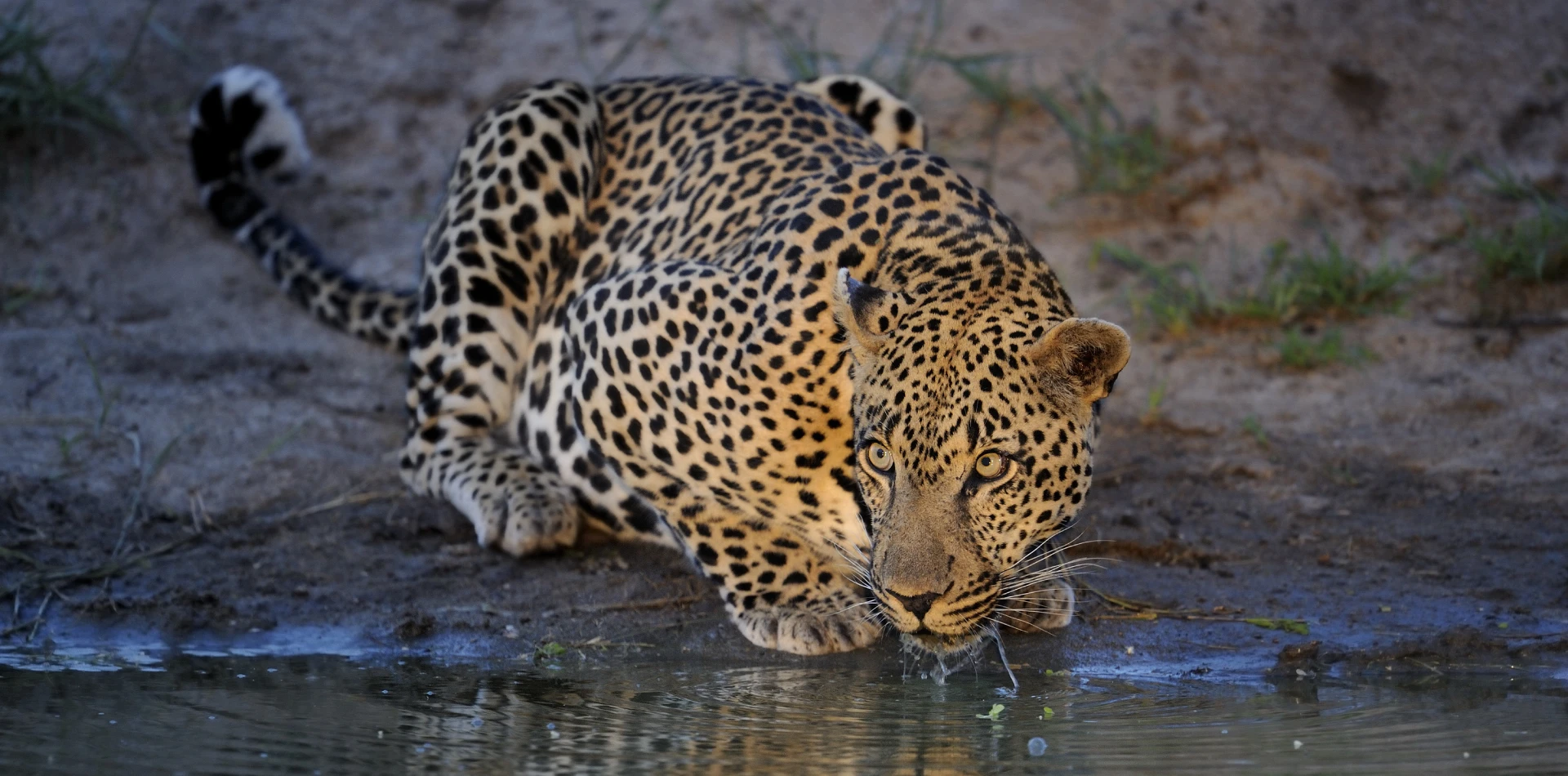 3 Days Tanzania Camping Safari Wildlife