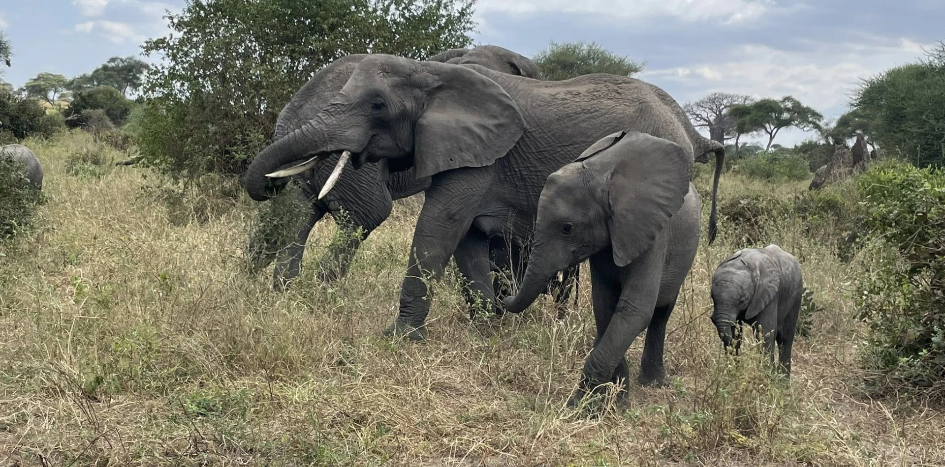 3 Days Tanzania Luxury Safari Wildlife