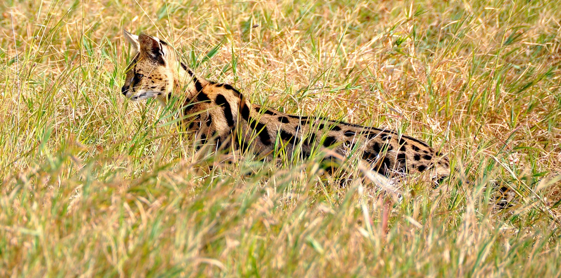 4 Days Tanzania Camping Safari Attractions