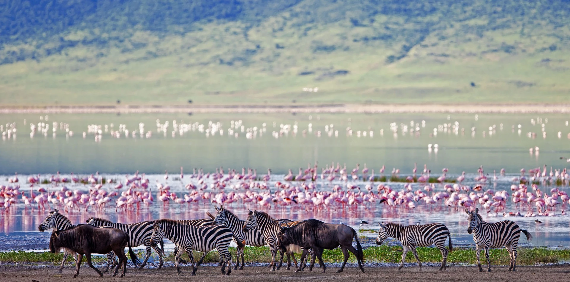 4 Days Tanzania Luxury Safari Wildlife