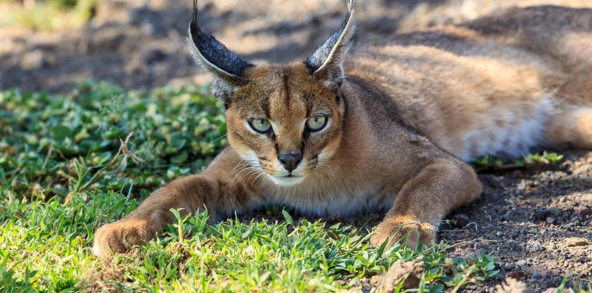 4 Days Tanzania Luxury Safari Wildlife
