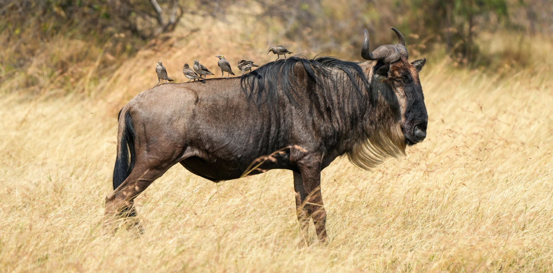 4 Days Tanzania Luxury Safari Wildlife
