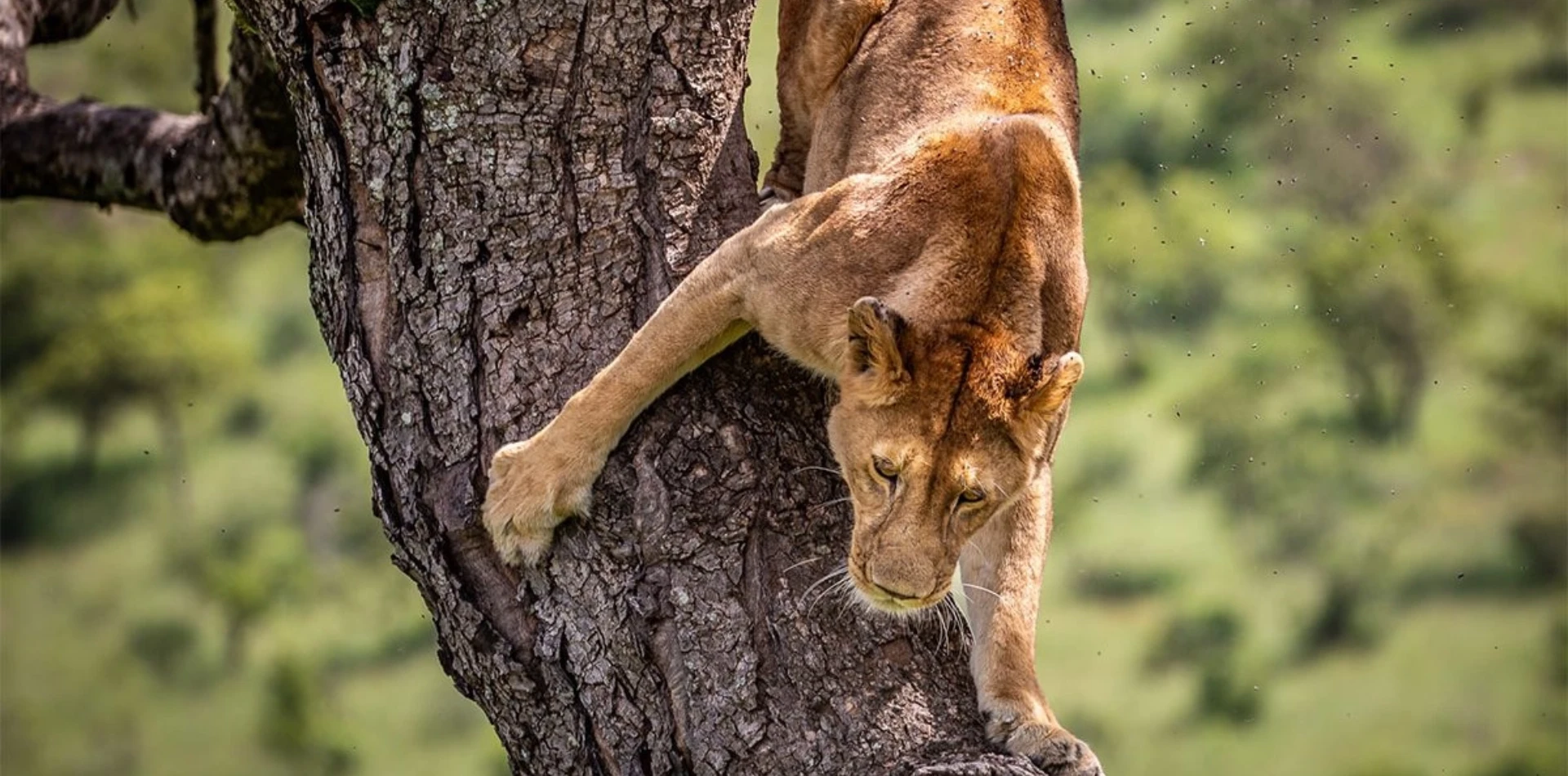 4 Days Tanzania Luxury Safari Wildlife