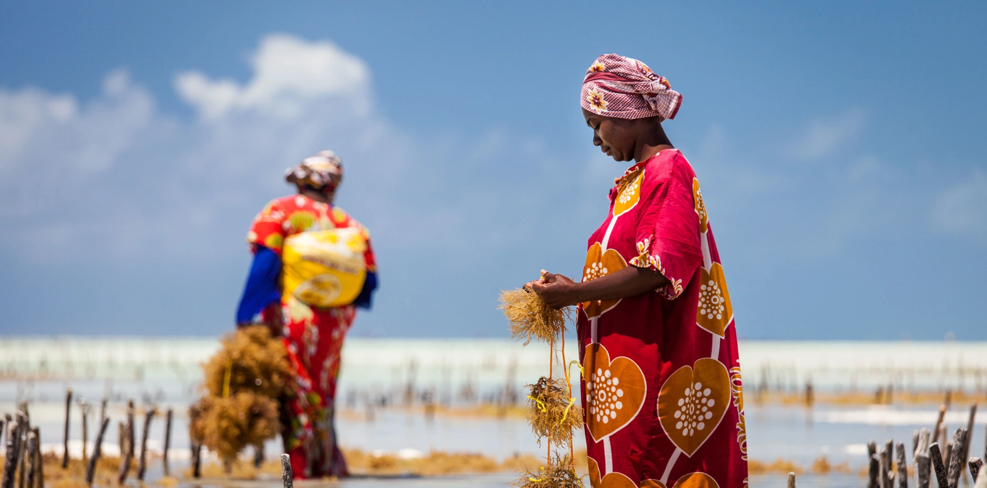Seaweed Farming Visit