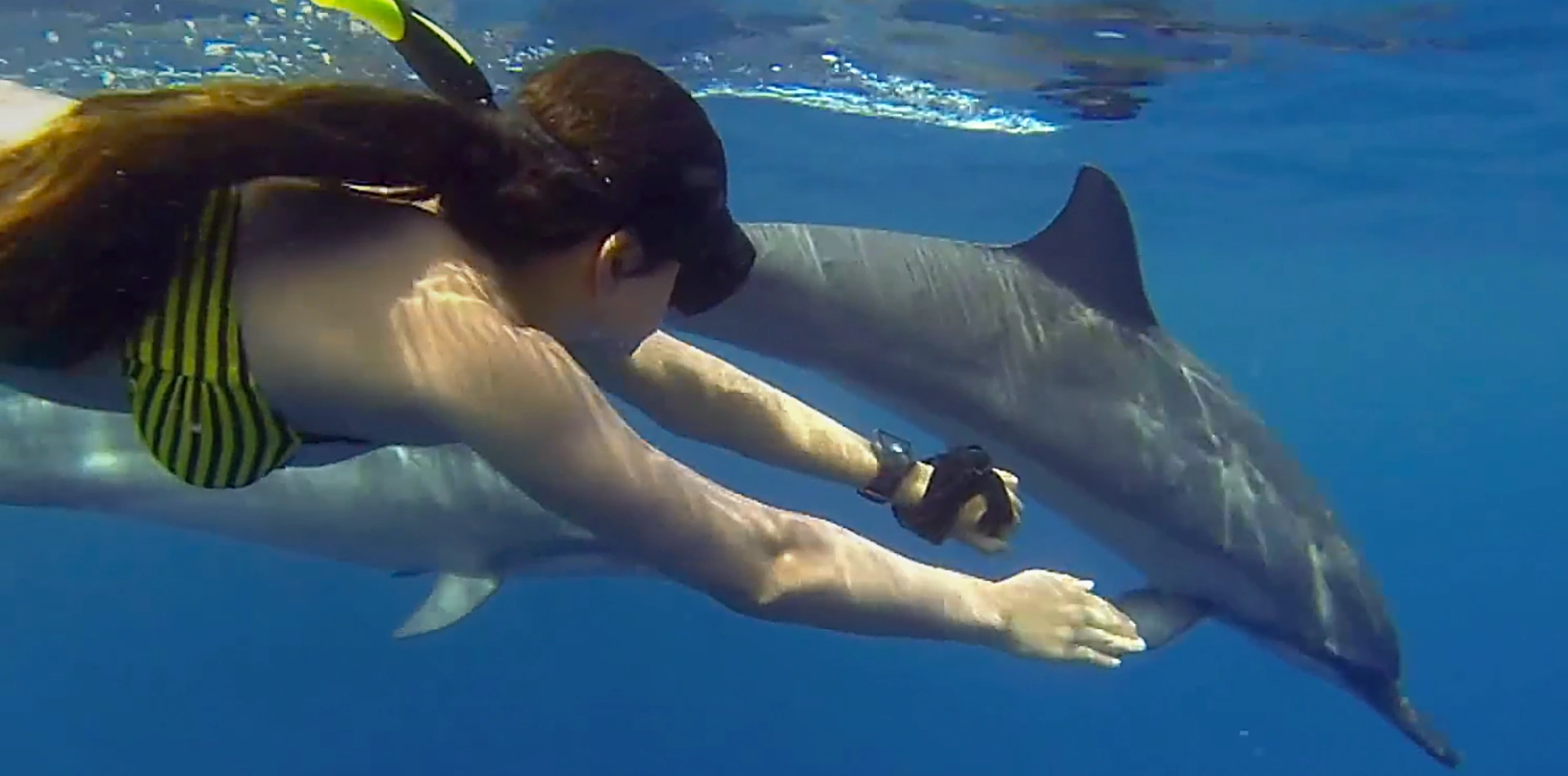 Dolphin spotting