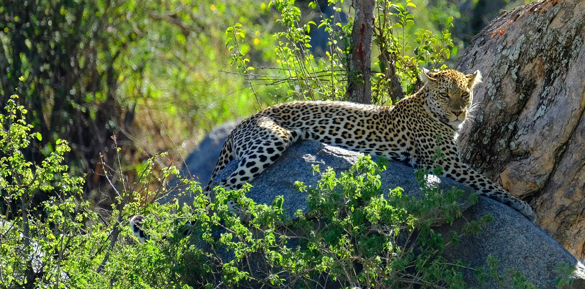 6 Days Semi Luxury Family Safari Wildlife