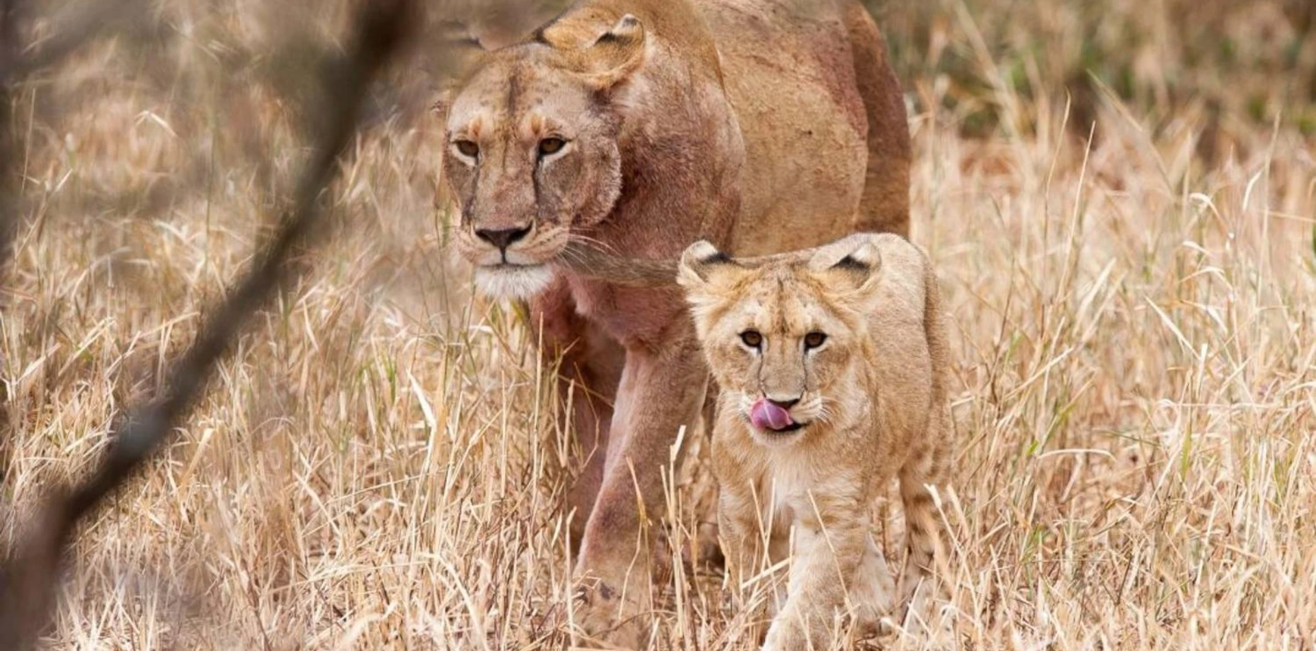 6 Days Semi Luxury Family Safari Wildlife