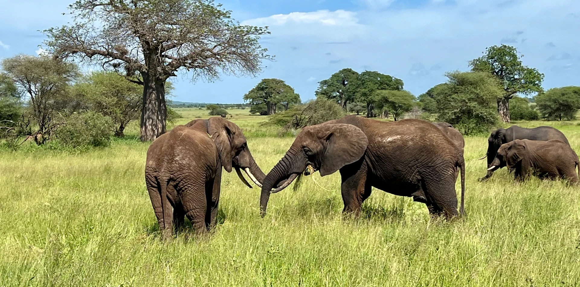 6 Days Semi Luxury Family Safari Wildlife