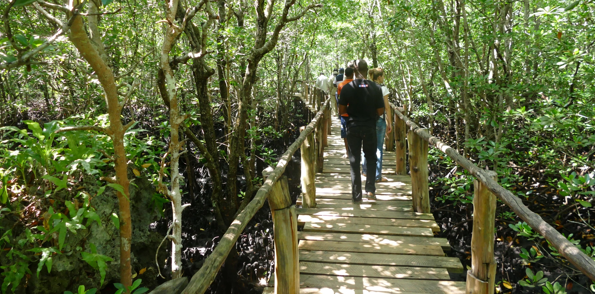 Jozani Forest