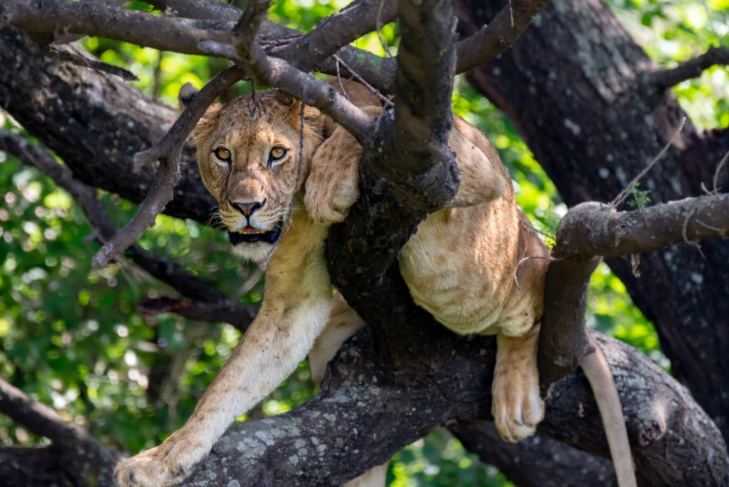 8-days-mid-range-safari-at-lake-eyasi-to-lake-natron-12