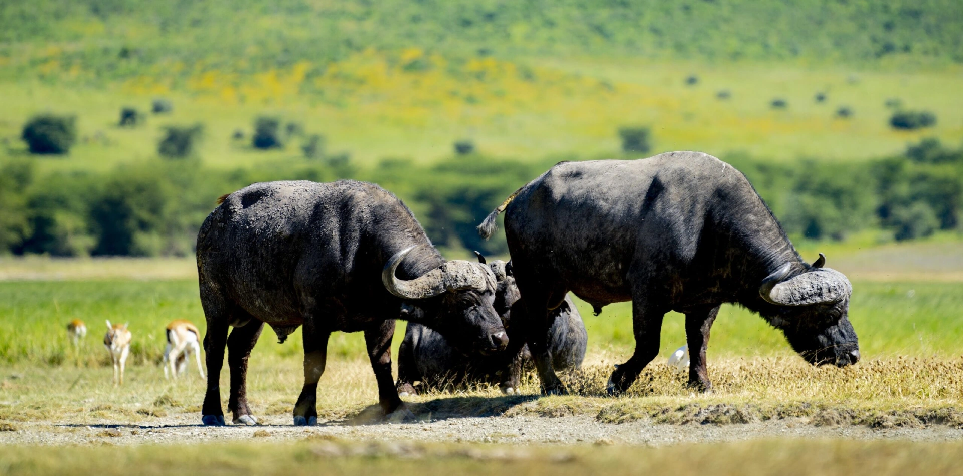Ngorongoro Crater Ngorongoro Crater