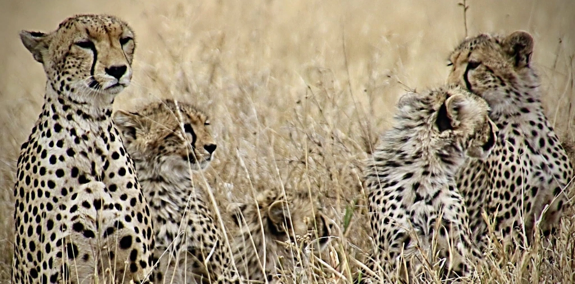 Serengeti National Park Serengeti National Park