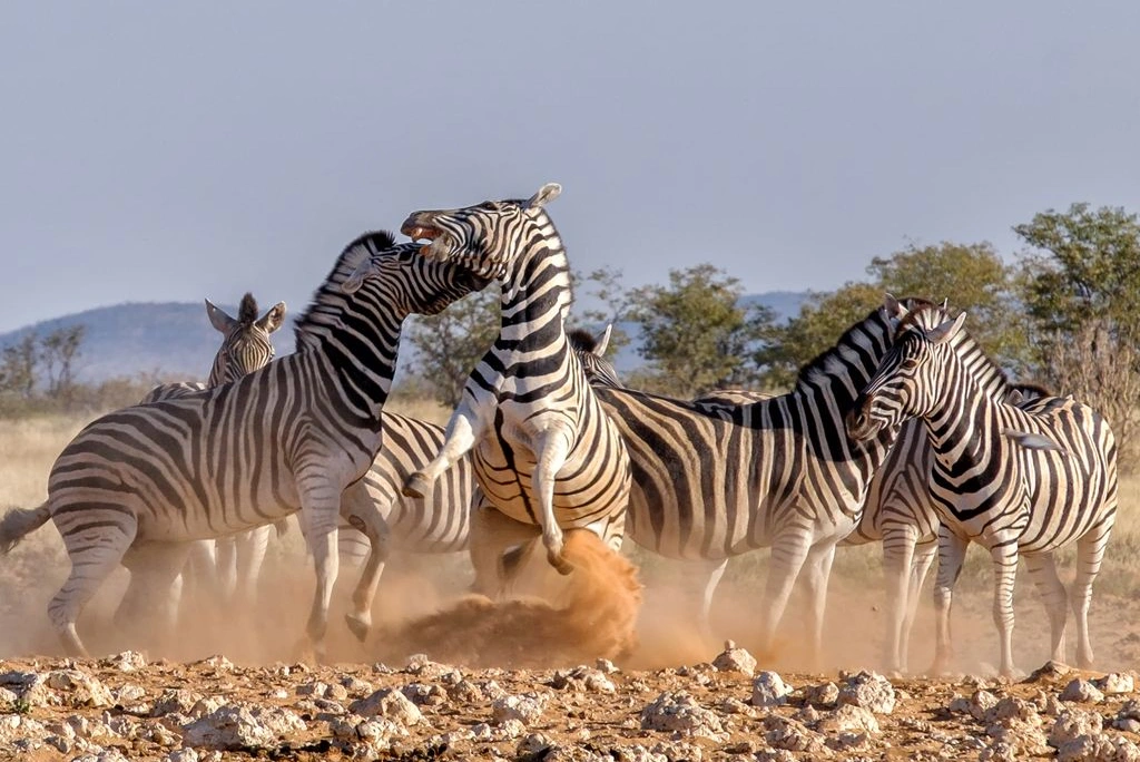 8-days-mid-range-safari-at-lake-eyasi-to-lake-natron-8