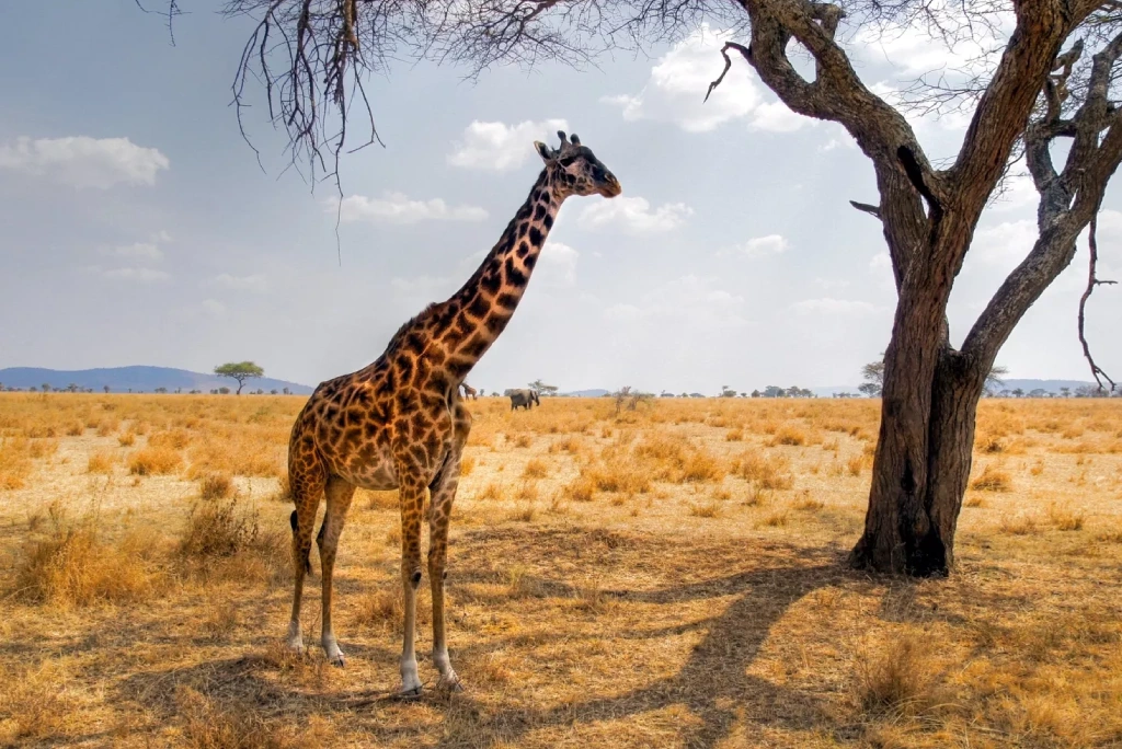 8-days-mid-range-safari-at-lake-eyasi-to-lake-natron-9