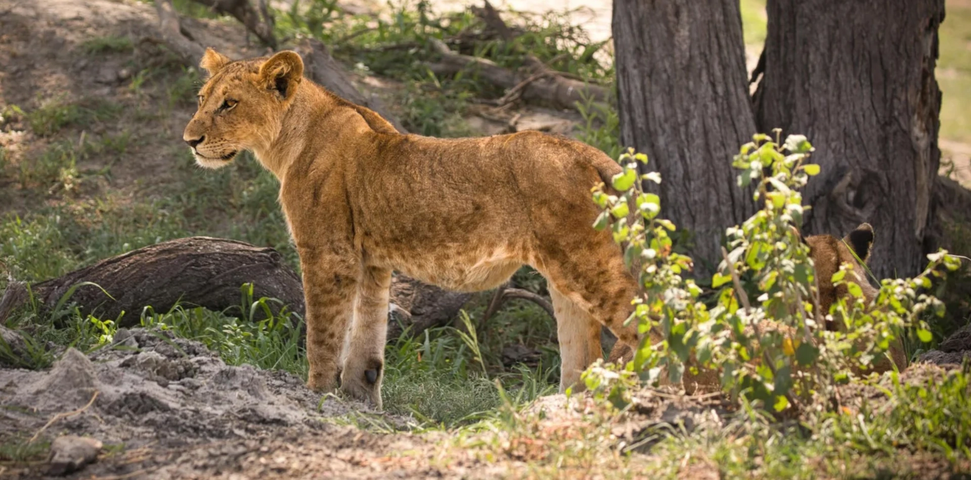 8 Days Mid- Range Safari at Lake Eyasi to Lake Natron