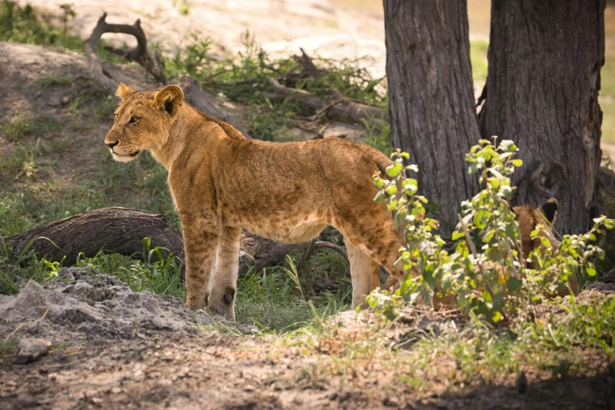 8 Days Mid- Range Safari at Lake Eyasi to Lake Natron
