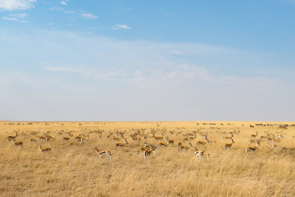 9-days-great-migration-camping-safari-11