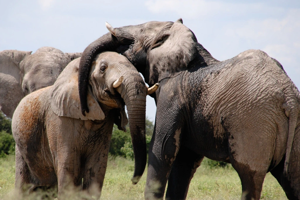 9-days-great-migration-camping-safari-12