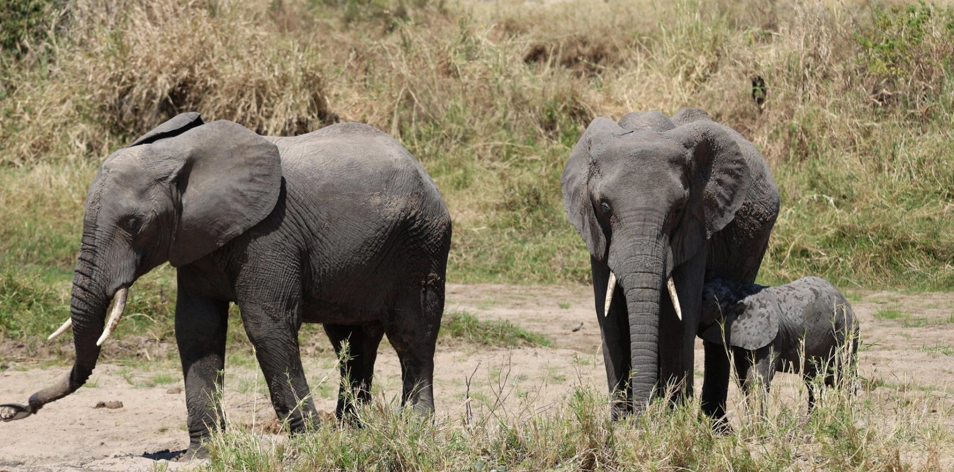 Tarangire National Park
